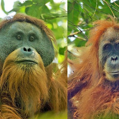 Tapanuli Orangutans (Pongo tapanuliensis) -  adult flanged male on the left, and an adult female on the right – which will be potentially threatened by Belt and Road Initiative developments.